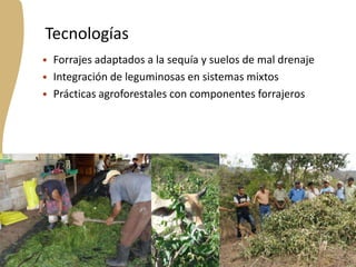 Forrajes en Livestock and Fish