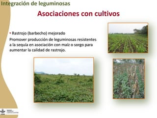 Forrajes en Livestock and Fish