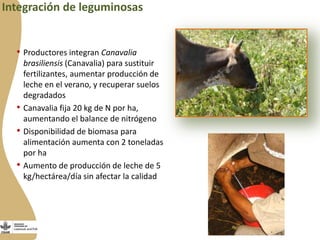 Forrajes en Livestock and Fish