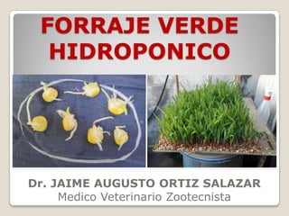 FORRAJE VERDE
HIDROPONICO

Dr. JAIME AUGUSTO ORTIZ SALAZAR
Medico Veterinario Zootecnista

 