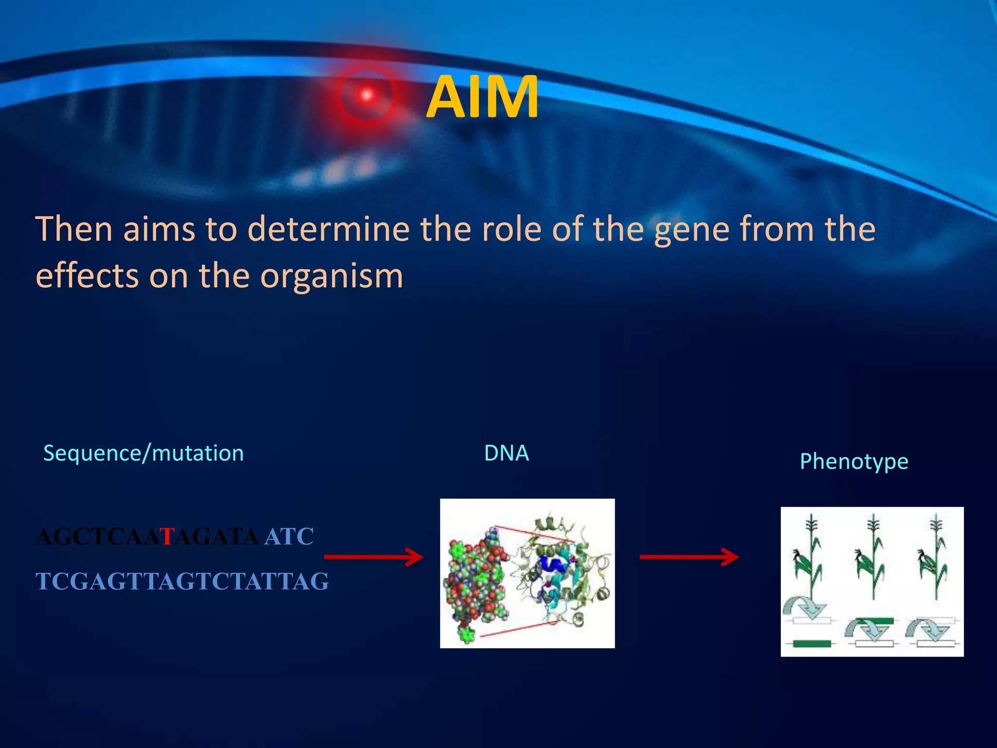 Forward and reverse genetics | PPTX