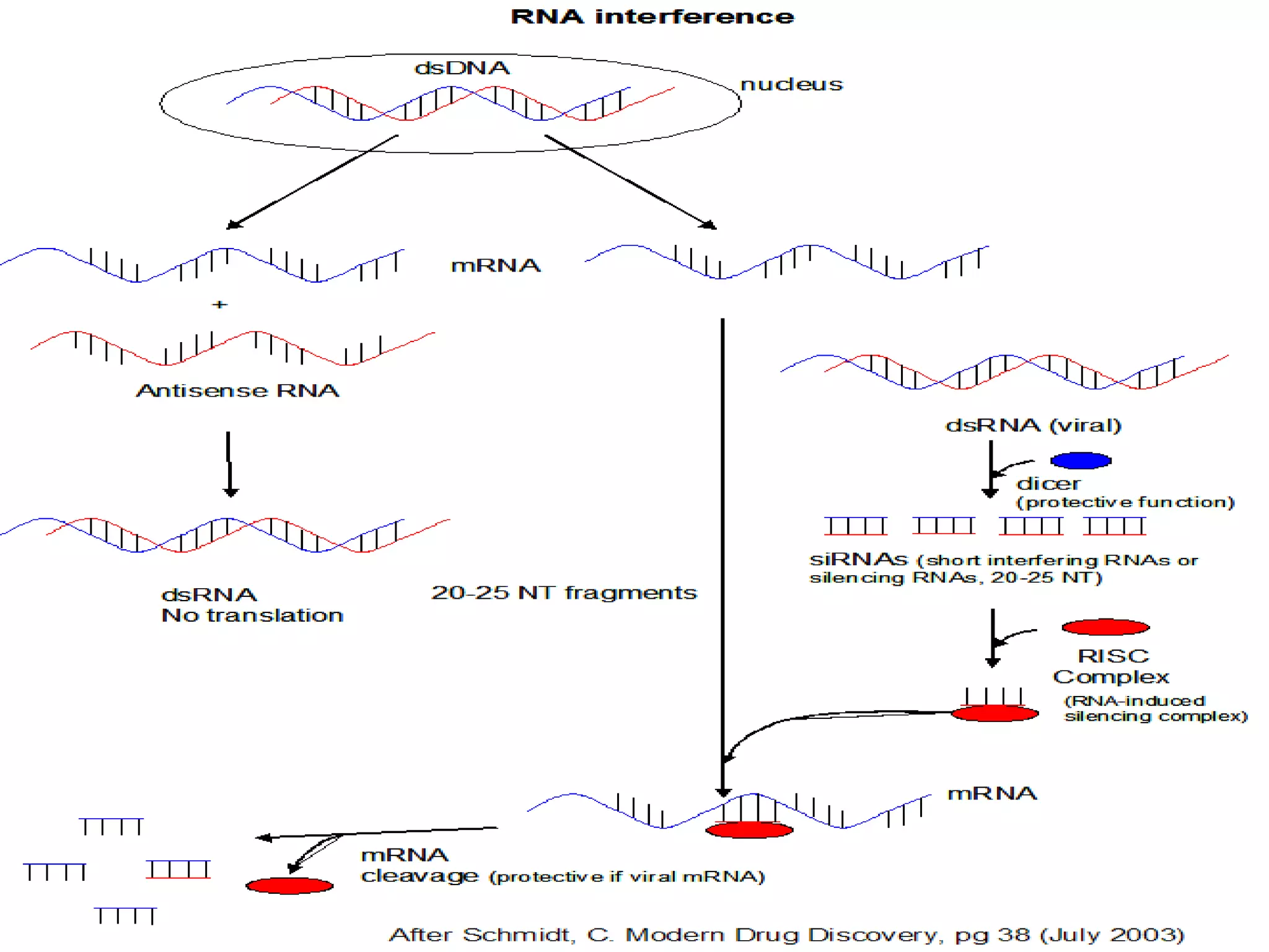 Reversedna Graph Forward and reverse genetics | PPTX