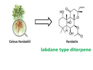 Labdane Type Forskolin.pptx