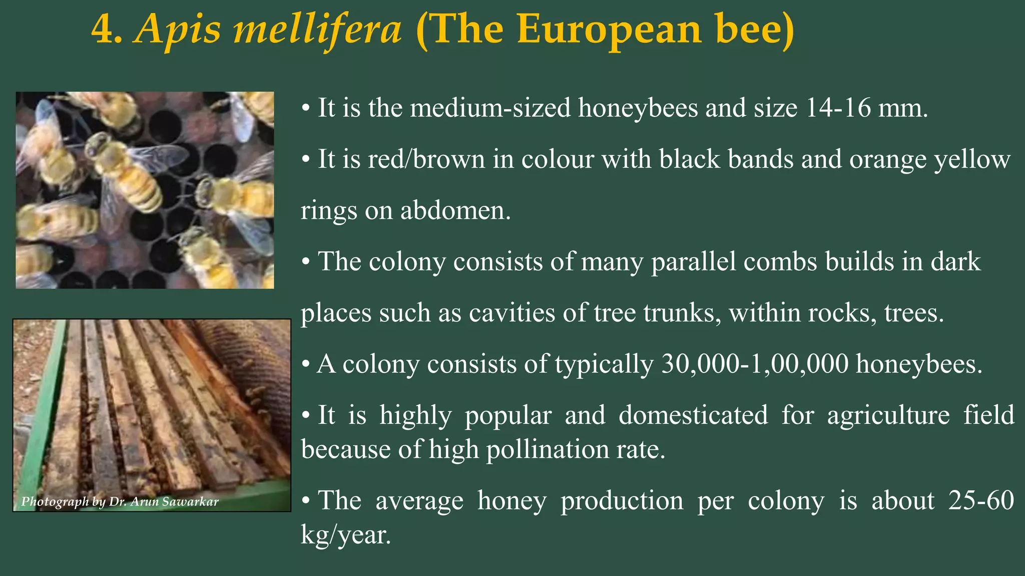 Apiculture: Honeybee Species | PPT