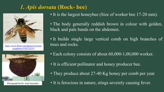 1. Apis dorsata (Rock- bee)
• It is the largest honeybee (Size of worker bee 17-20 mm).
• The body generally reddish brown in colour with golden,
black and pale bands on the abdomen.
• It builds single large vertical comb on high branches of
trees and rocks.
• Each colony consists of about 60,000-1,00,000 worker.
https://www.flickr.com/photos/wwwssn
comphotos/5702725213
Photograph by Dr. Arun Sawarkar
• It is efficient pollinator and honey producer bee.
• They produce about 27-40 Kg honey per comb per year.
• It is ferocious in nature, stings severely causing fever.
 