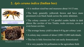 2. Apis cerana indica (Indian bee)
• It is medium sized bee and measures about 14-15 mm.
• The body generally yellowish brown and have more
prominent even black bands across the entire abdomen.
• The colony consists of 7-8 parallel combs builds in dark
places like cavities of tree Trunks, rocks crevices, caves or
even house cavities.
• The average honey yield is about 6-8 kg per colony/ year.
• A colony may consists of about 2,000-15,000 individuals.
• This bee is little ferocious but can easily domesticated.
• It is very popular for pollination in the agriculture field.
Photograph by Dr. Arun Sawarkar
https://www.flickr.com/photos/wwwssnc
omphotos/5702725213
 