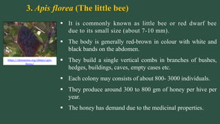 3. Apis florea (The little bee)
Photograph by Dr. Arun Sawarkarhttps://deinsectos.org/abejas/apis-
florea/
 It is commonly known as little bee or red dwarf bee
due to its small size (about 7-10 mm).
 The body is generally red-brown in colour with white and
black bands on the abdomen.
 They build a single vertical combs in branches of bushes,
hedges, buildings, caves, empty cases etc.
 Each colony may consists of about 800- 3000 individuals.
 They produce around 300 to 800 gm of honey per hive per
year.
 The honey has demand due to the medicinal properties.
 