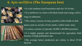 4. Apis mellifera (The European bee)
Photograph by Dr. Arun Sawarkar
• It is the medium-sized honeybees and size 14-16 mm.
• It is red/brown in colour with black bands and orange yellow
rings on abdomen.
• The colony consists of many parallel combs builds in dark
places such as cavities of tree trunks, within rocks, trees.
• A colony consists of typically 30,000-1,00,000 honeybees.
• It is highly popular and domesticated for agriculture field
because of high pollination rate.
• The average honey production per colony is about 25-60
kg/year.
 