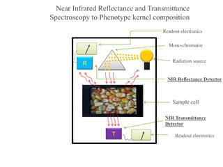 R
Readout electronics
Sample cell
Mono-chromator
Radiation source
T
NIR Reflectance Detector
NIR Transmittance
Detector
Readout electronics
Near Infrared Reflectance and Transmittance
Spectroscopy to Phenotype kernel composition
 