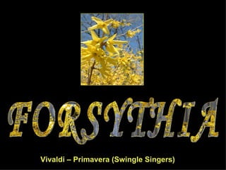 FORSYTHIA Vivaldi – Primavera (Swingle Singers) 