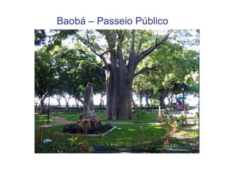 Baobá – Passeio Público 