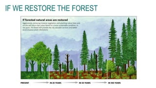 IF WE RESTORE THE FOREST
 