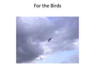 For the Birds 