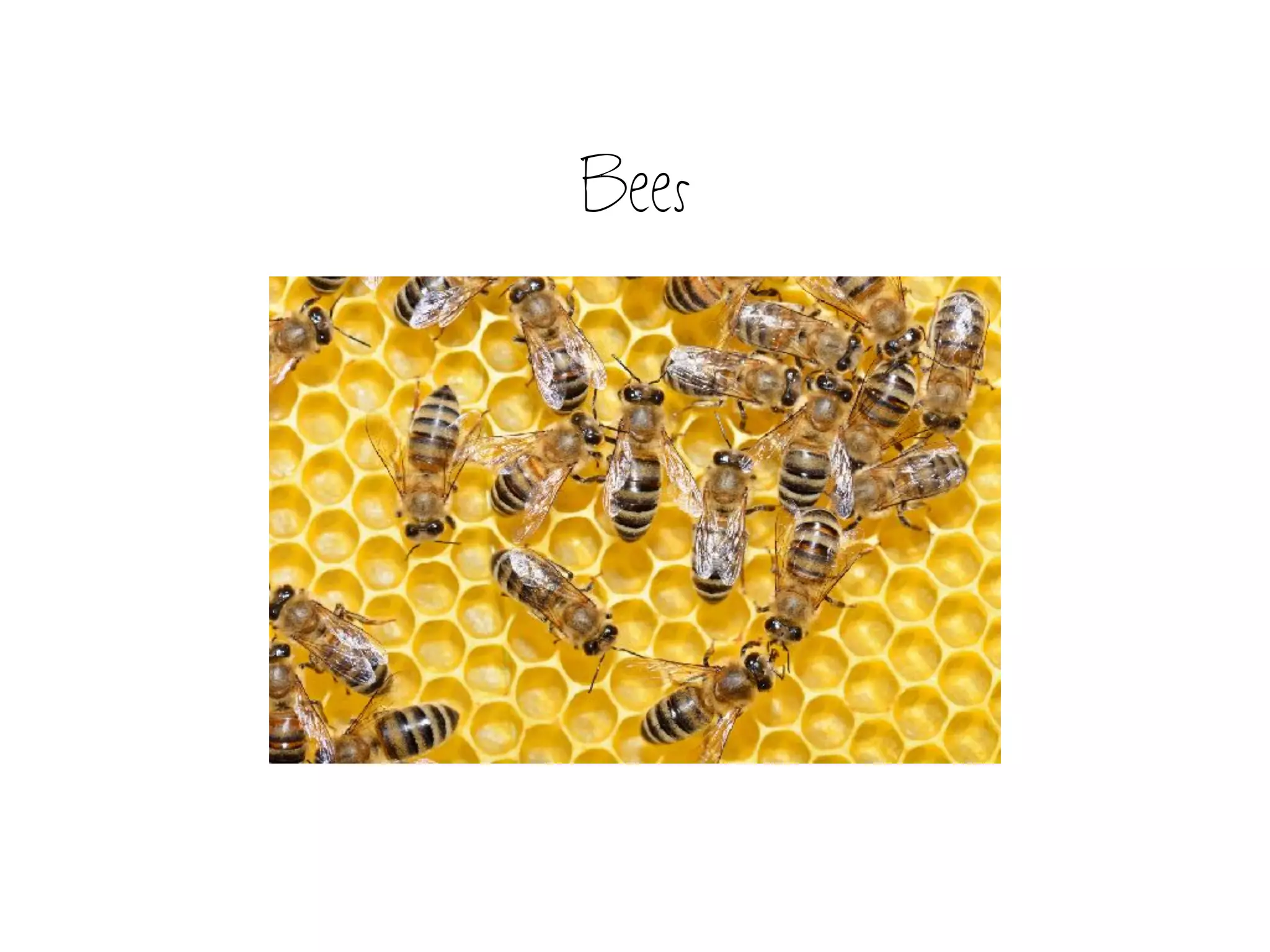 Bees
 
