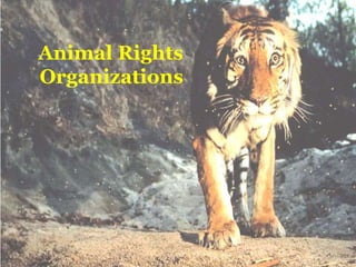 Animal Rights 
Organizations 
 