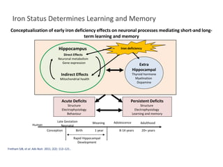 Iron Status Determines Learning and Memory
Fretham SJB, et al. Adv Nutr. 2011; 2(2): 112–121..
Conceptualisation of early iron deficiency effects on neuronal processes mediating short-and long-
term learning and memory
Direct Effects
Neuronal metabolism
Gene expression
Birth 1 year 8-14 years 20+ yearsConception
Human
Rapid Hippocampal
Development
Adolescence AdulthoodWeaningLate Gestation
Neonatal
Persistent Deficits
Structure
Electrophysiology
Learning and memory
Acute Deficits
Structure
Electrophysiology
Behaviour
Extra
Hippocampal
Thyroid hormone
Myelination
Dopamine
Iron deficiencyHippocampus
Indirect Effects
Mitochondrial health
 