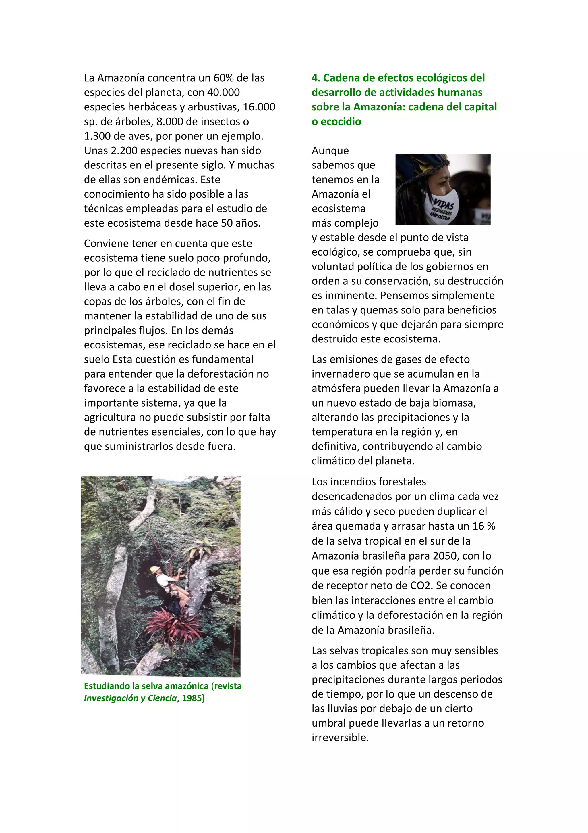 La Amazonía concentra un 60% de las
especies del planeta, con 40.000
especies herbáceas y arbustivas, 16.000
sp. de árboles, 8.000 de insectos o
1.300 de aves, por poner un ejemplo.
Unas 2.200 especies nuevas han sido
descritas en el presente siglo. Y muchas
de ellas son endémicas. Este
conocimiento ha sido posible a las
técnicas empleadas para el estudio de
este ecosistema desde hace 50 años.
Conviene tener en cuenta que este
ecosistema tiene suelo poco profundo,
por lo que el reciclado de nutrientes se
lleva a cabo en el dosel superior, en las
copas de los árboles, con el fin de
mantener la estabilidad de uno de sus
principales flujos. En los demás
ecosistemas, ese reciclado se hace en el
suelo Esta cuestión es fundamental
para entender que la deforestación no
favorece a la estabilidad de este
importante sistema, ya que la
agricultura no puede subsistir por falta
de nutrientes esenciales, con lo que hay
que suministrarlos desde fuera.
Estudiando la selva amazónica (revista
Investigación y Ciencia, 1985)
4. Cadena de efectos ecológicos del
desarrollo de actividades humanas
sobre la Amazonía: cadena del capital
o ecocidio
Aunque
sabemos que
tenemos en la
Amazonía el
ecosistema
más complejo
y estable desde el punto de vista
ecológico, se comprueba que, sin
voluntad política de los gobiernos en
orden a su conservación, su destrucción
es inminente. Pensemos simplemente
en talas y quemas solo para beneficios
económicos y que dejarán para siempre
destruido este ecosistema.
Las emisiones de gases de efecto
invernadero que se acumulan en la
atmósfera pueden llevar la Amazonía a
un nuevo estado de baja biomasa,
alterando las precipitaciones y la
temperatura en la región y, en
definitiva, contribuyendo al cambio
climático del planeta.
Los incendios forestales
desencadenados por un clima cada vez
más cálido y seco pueden duplicar el
área quemada y arrasar hasta un 16 %
de la selva tropical en el sur de la
Amazonía brasileña para 2050, con lo
que esa región podría perder su función
de receptor neto de CO2. Se conocen
bien las interacciones entre el cambio
climático y la deforestación en la región
de la Amazonía brasileña.
Las selvas tropicales son muy sensibles
a los cambios que afectan a las
precipitaciones durante largos periodos
de tiempo, por lo que un descenso de
las lluvias por debajo de un cierto
umbral puede llevarlas a un retorno
irreversible.
 