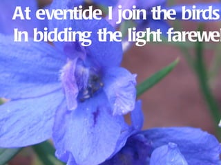 At eventide I join the birds
In bidding the light farewel