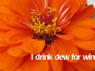 I drink dew for wine