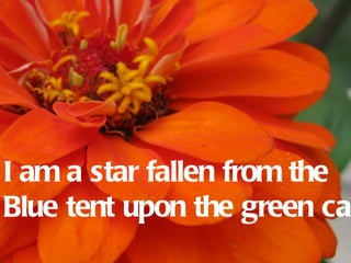 I am a star fallen from the
Blue tent upon the green car