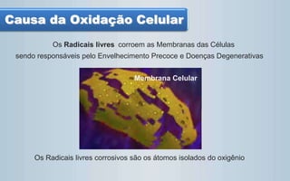 Causa da Oxidação Celular
Os Radicais livres corroem as Membranas das Células
sendo responsáveis pelo Envelhecimento Precoce e Doenças Degenerativas
Membrana Celular

Os Radicais livres corrosivos são os átomos isolados do oxigênio

 