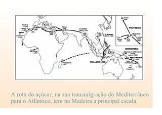 A rota do açúcar, na sua transmigração do Mediterrâneo
para o Atlântico, tem na Madeira a principal escala
 