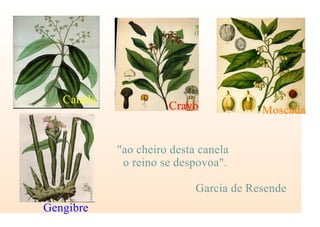 Cravo Moscada
Canela
Gengibre
"ao cheiro desta canela
o reino se despovoa".
Garcia de Resende
 