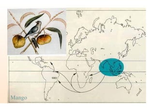 Mango
 