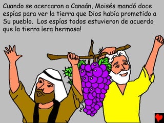 Cuando se acercaron a Canaán, Moisés mandó doce
espías para ver la tierra que Dios había prometido a
Su pueblo. Los espías todos estuvieron de acuerdo
que la tierra ¡era hermosa!
 