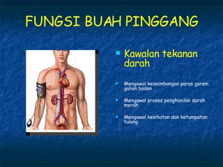 FUNGSI BUAH PINGGANG Kawalan tekanan darah Mengawal keseimbangan paras garam galian badan Mengawal proses penghasilan darah merah Mengawal kesihatan dan ketumpatan tulang 