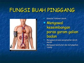 FUNGSI BUAH PINGGANG Kawalan tekanan darah Mengawal keseimbangan paras garam galian badan Mengawal proses penghasilan darah merah Mengawal kesihatan dan ketumpatan tulang 