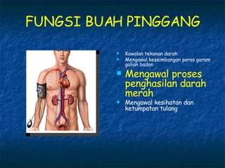 FUNGSI BUAH PINGGANG Kawalan tekanan darah Mengawal keseimbangan paras garam galian badan Mengawal proses penghasilan darah merah Mengawal kesihatan dan ketumpatan tulang 