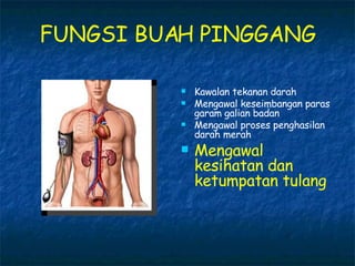 FUNGSI BUAH PINGGANG Kawalan tekanan darah Mengawal keseimbangan paras garam galian badan Mengawal proses penghasilan darah merah Mengawal kesihatan dan ketumpatan tulang 