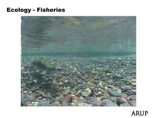 Ecology - Fisheries
 