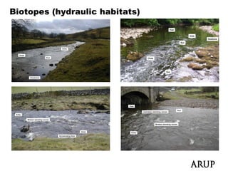 Biotopes (hydraulic habitats)
                  Biotope Types
 