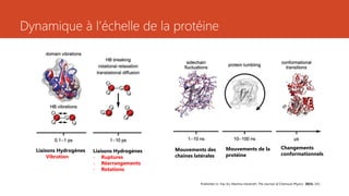 Dynamique à l’échelle de la protéine
Liaisons Hydrogènes
Vibration
Liaisons Hydrogènes
- Ruptures
- Réarrangements
- Rotations
Published in: Yao Xu; Martina Havenith; The Journal of Chemical Physics 2015, 143,
Mouvements des
chaines latérales
Mouvements de la
protéine
Changements
conformationnels
 