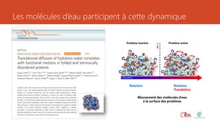 Les molécules d’eau participent à cette dynamique
Rotation Rotation
Translation
Mouvement des molécules d’eau
à la surface des protéines
Protéine inactive Protéine active
 