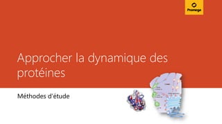 Approcher la dynamique des
protéines
Méthodes d’étude
 