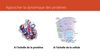 Approcher la dynamique des protéines
A l’échelle de la protéine A l’échelle de la cellule
 