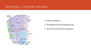 Méthodes à l’échelle cellulaire
 Gènes rapporteurs
 Photoblanchiment (Photobleaching)
 Mesure des interactions protéiques
 