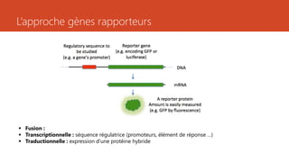 L’approche gènes rapporteurs
 Fusion :
 Transcriptionnelle : séquence régulatrice (promoteurs, élément de réponse …)
 Traductionnelle : expression d’une protéine hybride
 