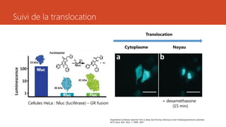 Suivi de la translocation
Cellules HeLa : Nluc (luciférase) – GR fusion
Cytoplasme Noyau
Translocation
+ dexamethasone
(15 min)
Engineered luciferase reporter from a deep Sea Shrimp utilizing a novel imidazopyrazinone substrate.
ACS Chem. Biol. 2012, 7, 1848−1857
 