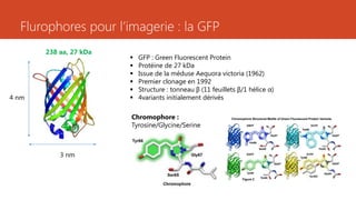Flurophores pour l’imagerie : la GFP
 GFP : Green Fluorescent Protein
 Protéine de 27 kDa
 Issue de la méduse Aequora victoria (1962)
 Premier clonage en 1992
 Structure : tonneau β (11 feuillets β/1 hélice α)
 4variants initialement dérivés
238 aa, 27 kDa
3 nm
4 nm
Chromophore :
Tyrosine/Glycine/Serine
 