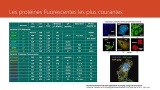 Les protéines fluorescentes les plus courantes
Fluorescent Proteins and Their Applications in Imaging Living Cells and Tissues
Dmitriy M. Chudakov et al. Physiological Reviews Published 1 July 2010 Vol. 90 no. 3, 1103-1163
.
BFP-H2B - GFP-actin -
RFP-golgi
 