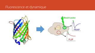 Fluorescence et dynamique
 