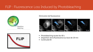 FLIP : Fluorescence Loss Induced by Photobleaching
 Photobleaching toutes les 40 s
 Disparition de la fluorescence au bout de 18 min
 Continuité ER
Diminution de fluorescence
 