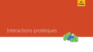 Interactions protéiques
 