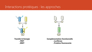Interactions protéiques : les approches
Transfert d’énergie
. FRET
. BRET
Complémentation fonctionnelle
. Luciférase
. Protéine fluorescente
 