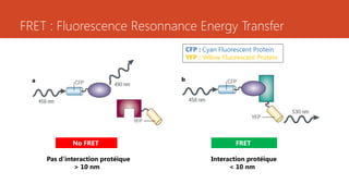 FRET : Fluorescence Resonnance Energy Transfer
CFP : Cyan Fluorescent Protein
YFP : Yellow Fluorescent Protein
No FRET FRET
Interaction protéique
< 10 nm
Pas d’interaction protéique
> 10 nm
 