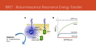BRET : Bioluminescence Resonance Energy Transfer
Substrat :
Ex : Coelenterazine
RLuc
 